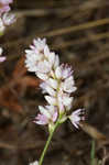 Pennsylvania smartweed